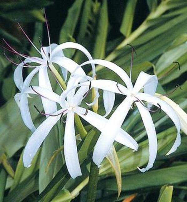 Image of Crinum americanum 'St. Marks' taken at Juniper Level Botanic Gdn, NC by JLBG