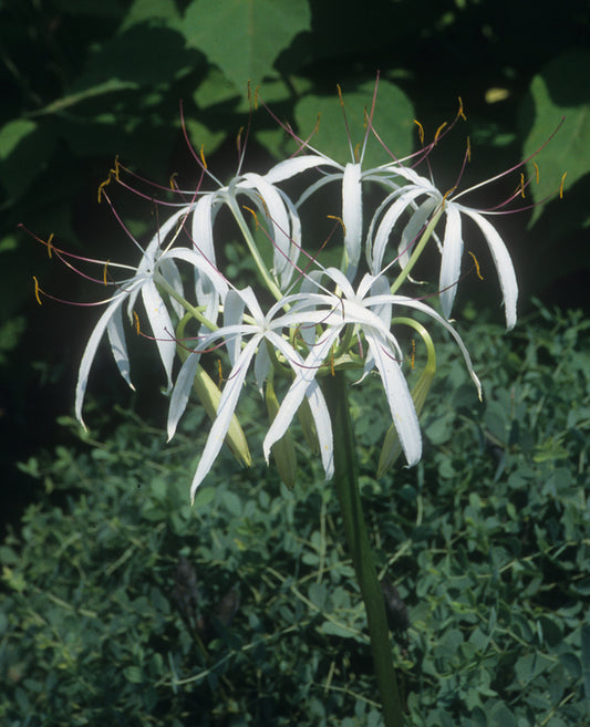 Image of Crinum amoenum taken at Juniper Level Botanic Gdn, NC by JLBG