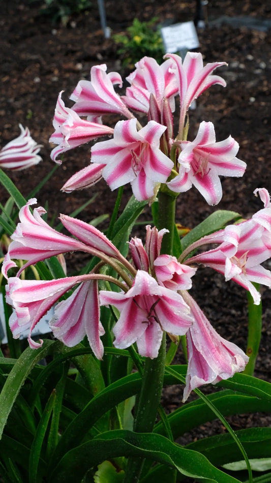 Image of Crinum x herbertii 'Candy Twist' taken at Juniper Level Botanic Gdn, NC by JLBG