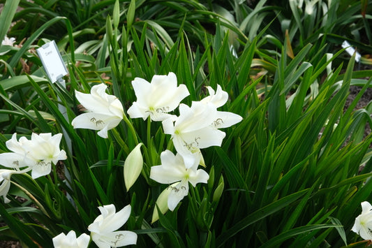 Image of Crinum jagus 'Maya Moon' taken at Juniper Level Botanic Gdn, NC by JLBG