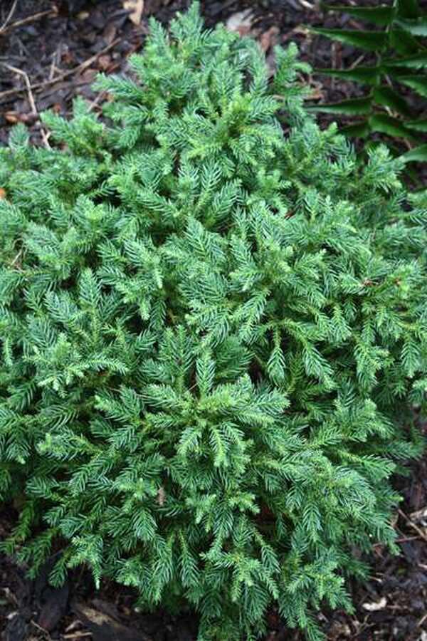 Image of Cryptomeria japonica 'Koshyi'