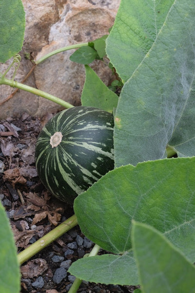 Learn about Cucurbita foetidissima | Buffalo Gourd
