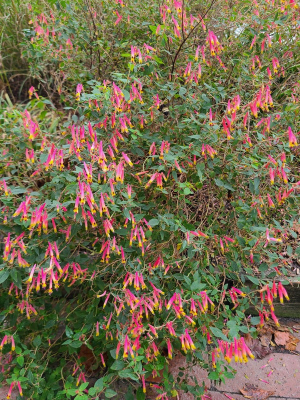 Image of Cuphea cyanea 'Ashevilla' taken at Juniper Level Botanic Gdn, NC by JLBG
