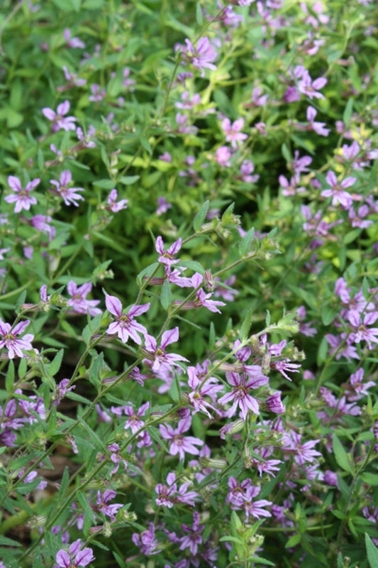 Image of Cuphea glutinosa taken at Juniper Level Botanic Gdn, NC by JLBG