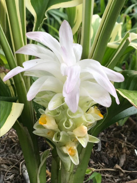 Image of Curcuma longa 'Snowdrift' taken at Juniper Level Botanic Gdn, NC by C. Hardison