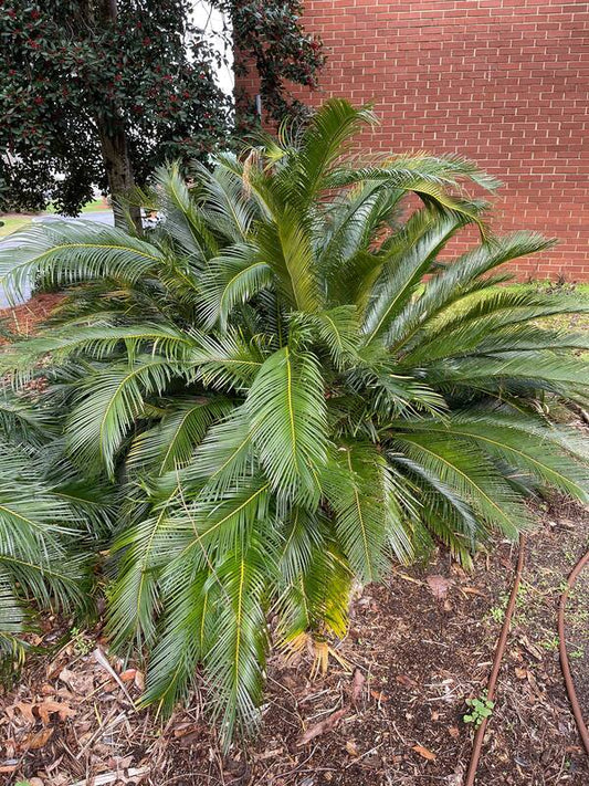 Image of Cycas x taitoluta taken at Augusta, GA by J. LeVert