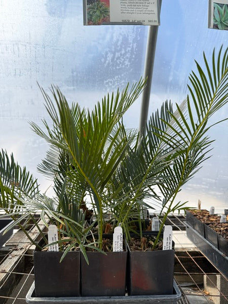 Cycas x taitoluta | Taitoluta Hybrid Sago Palm