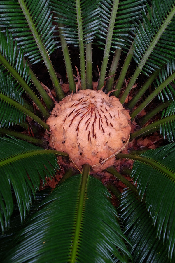 Image of Cycas taitungensis taken at Juniper Level Botanic Gdn, NC by JLBG
