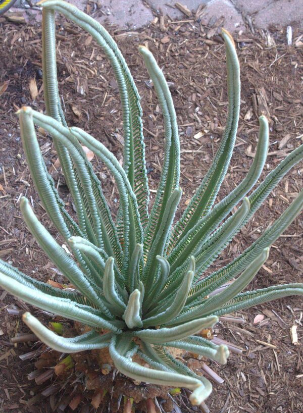 Image of Cycas taitungensis taken at Juniper Level Botanic Gdn, NC by JLBG
