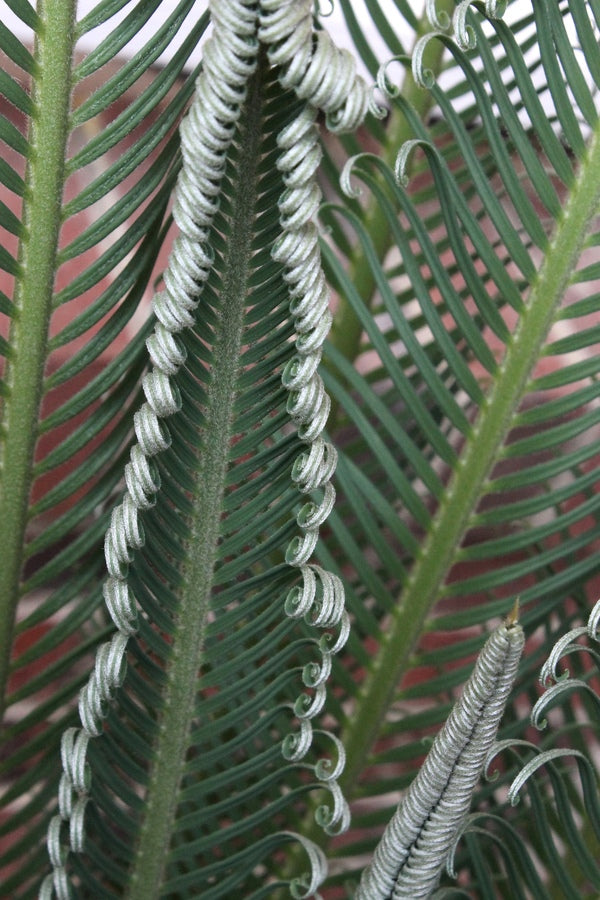 Image of Cycas taitungensis taken at Juniper Level Botanic Gdn, NC by JLBG
