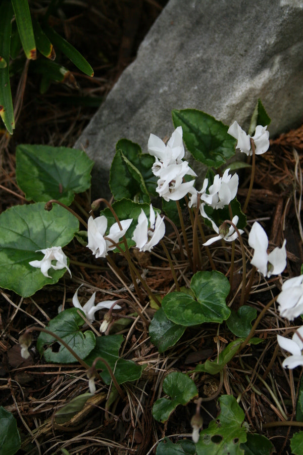 Image of Cyclamen hederifolium 'Album' taken at Juniper Level Botanic Gdn, NC by JLBG