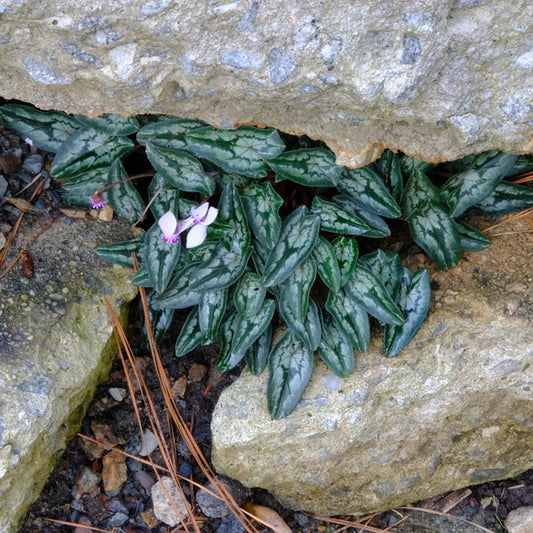 Image of Cyclamen hederifolium Long Leaf Form taken at Juniper Level Botanic Gdn, NC by JLBG