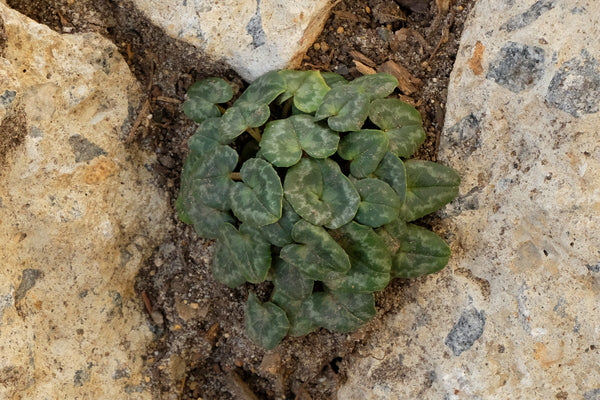 Image of Cyclamen hederifolium 'Mini Me'