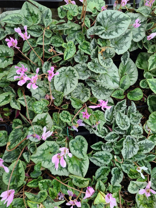 Image of Cyclamen hederifolium 'Mottled Madness' taken at Juniper Level Botanic Gdn, NC by JLBG