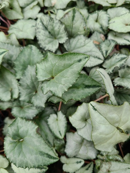 Image of Cyclamen hederifolium 'Silverella' taken at Juniper Level Botanic Gdn, NC by JLBG