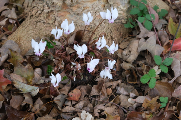 Image of Cyclamen hederifolium ssp. crassifolium white flowers taken at Juniper Level Botanic Gdn, NC by JLBG