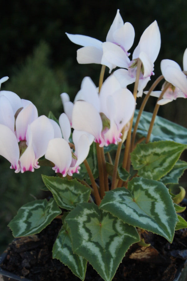 Image of Cyclamen hederifolium taken at Juniper Level Botanic Gdn, NC by JLBG