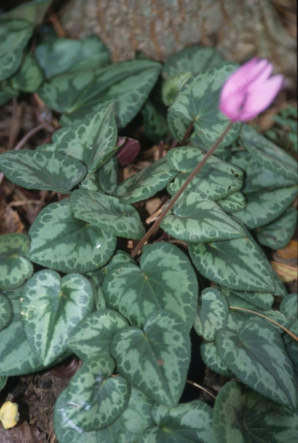 Image of Cyclamen purpurascens taken at Juniper Level Botanic Gdn, NC by JLBG