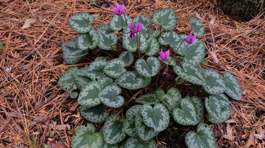 Image of Cyclamen purpurascens taken at Juniper Level Botanic Gdn, NC by JLBG