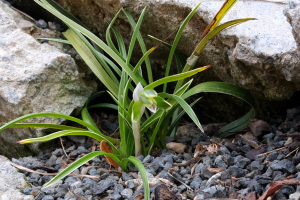 Image of Cymbidium goeringii 'Xueshanbiancao' taken at Juniper Level Botanic Gdn, NC by JLBG