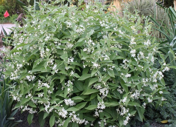 Image of Cynanchum ascyrifolium taken at Juniper Level Botanic Gdn, NC by JLBG