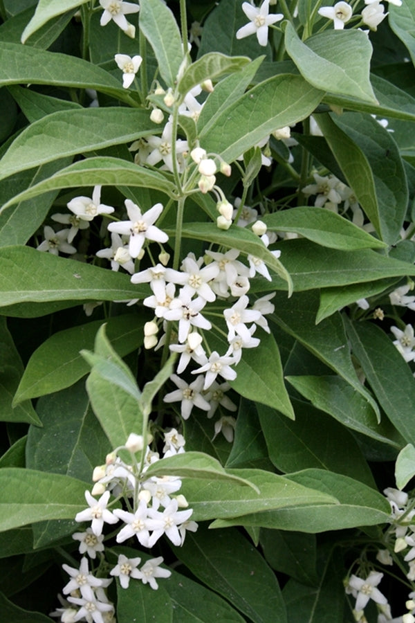 Image of Cynanchum ascyrifolium