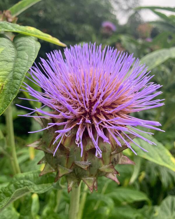 Image of Cynara cardunculus taken at Juniper Level Botanic Gdn, NC by JLBG