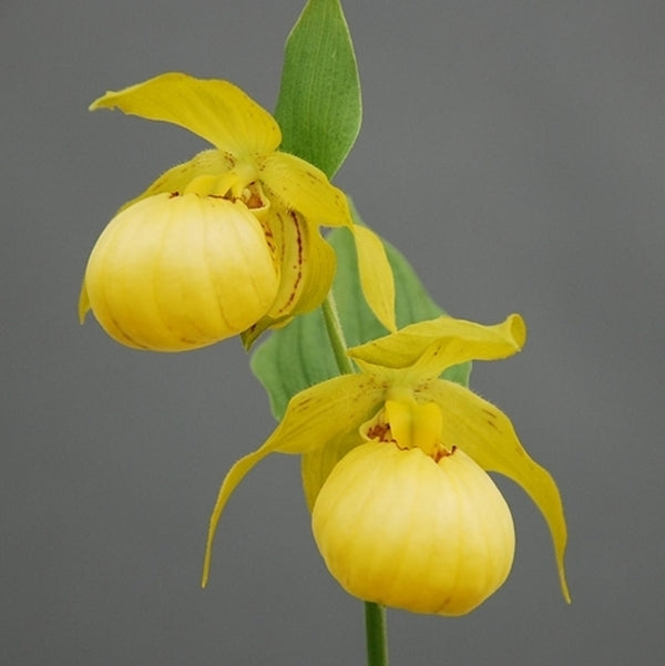Image of Cypripedium 'Barry Phillips' taken at Weinert Gdn, Germany by Hardy Orchid
