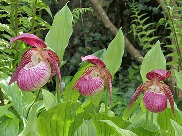 Image of Cypripedium 'Frosch Harlequin' taken at Weinert Gdn, Germany by Frosch Cypripedium