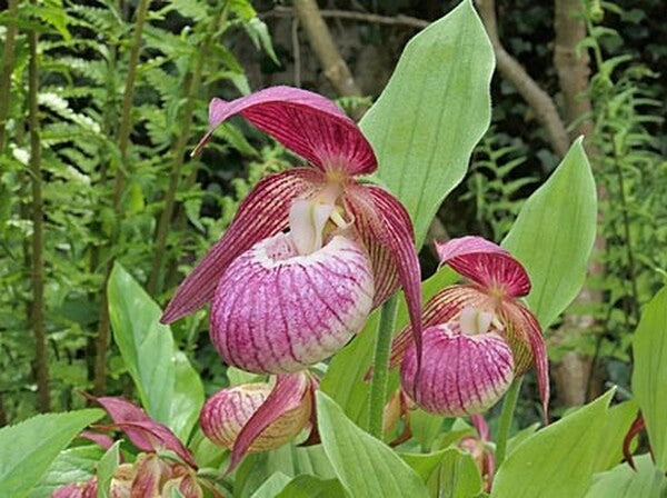 Image of Cypripedium 'Frosch Harlequin' taken at Weinert Gdn, Germany by Frosch Cypripedium