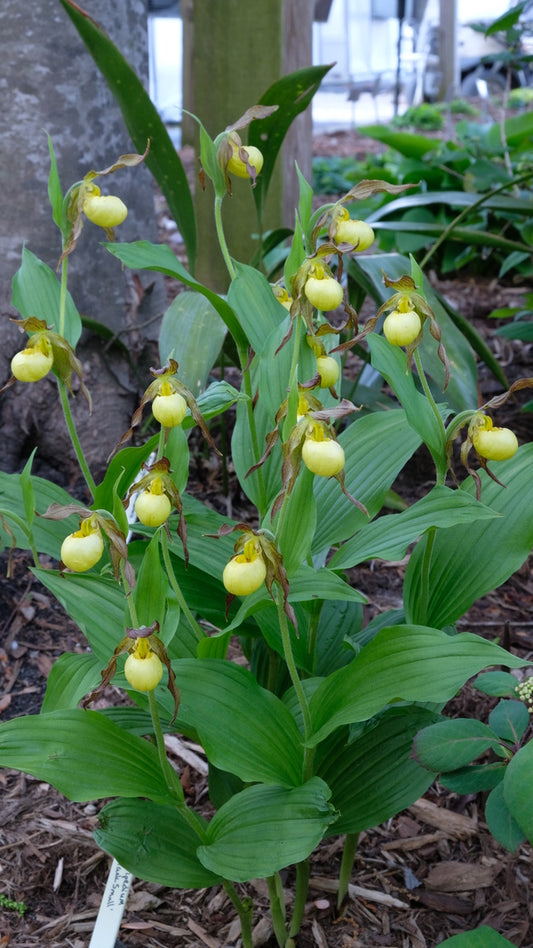 Image of Cypripedium 'Hank Small' taken at Juniper Level Botanic Garden, Raleigh NC by JLBG