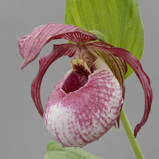 Image of Cypripedium 'Lucy Pinkepank' by HardyOrchid
