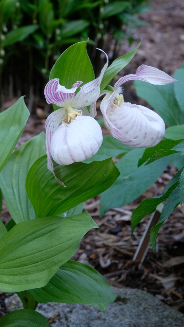 Image of Cypripedium 'Sabine' taken at Juniper Level Botanic Garden, Raleigh NC by JLBG