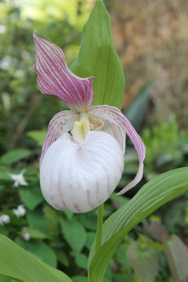 Image of Cypripedium 'Sabine' taken at Juniper Level Botanic Garden, Raleigh NC by JLBG