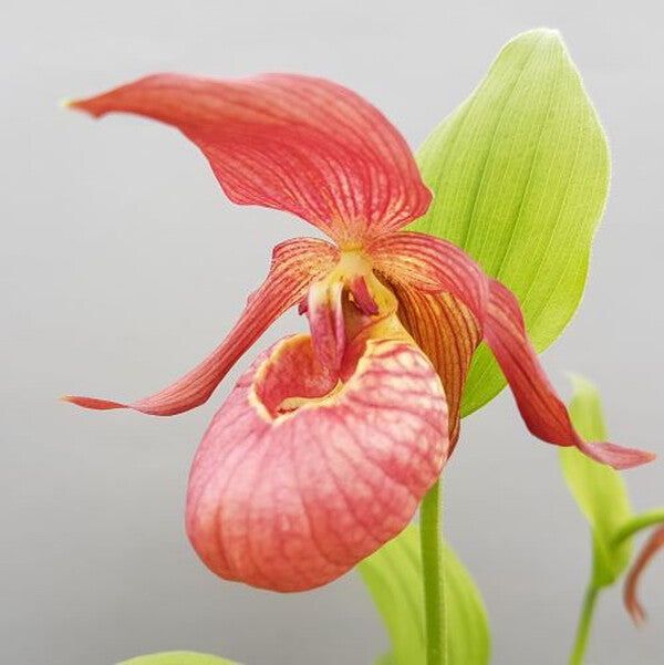 Image of Cypripedium 'Tanja Pinkepank' by Hardy Orchid