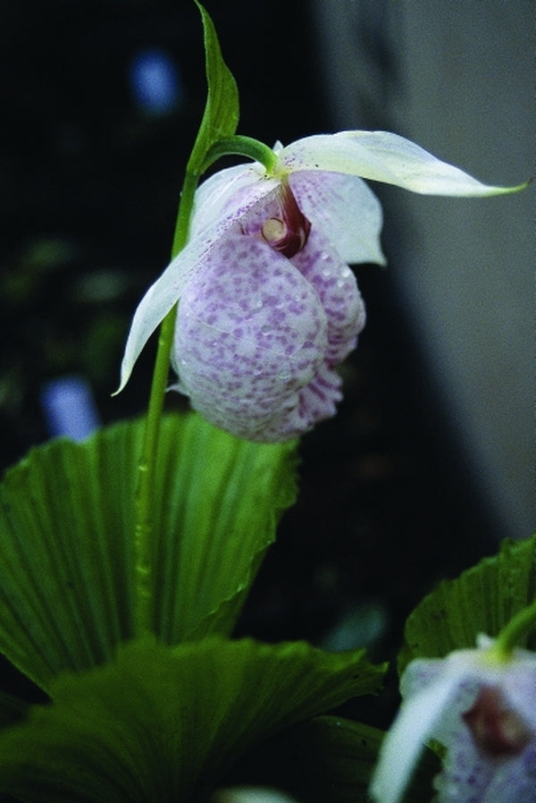 Image of Cypripedium formosanum taken at B. Yinger Gdn, PA