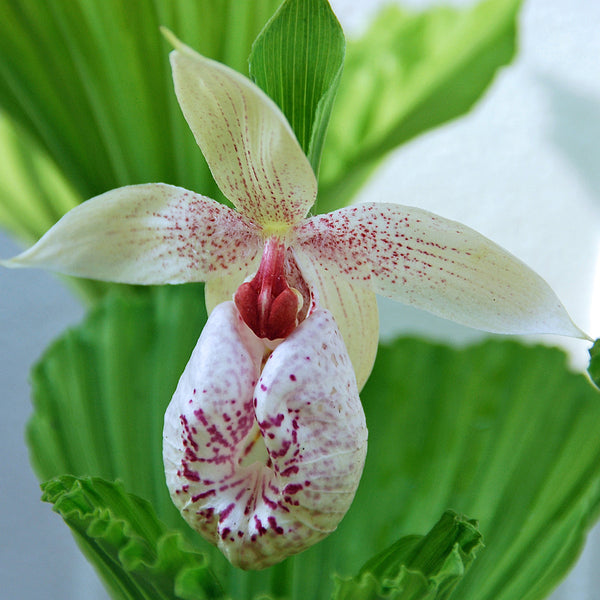 Image of Cypripedium formosanum taken at Weinert Gdn, Germany by M. Weinert