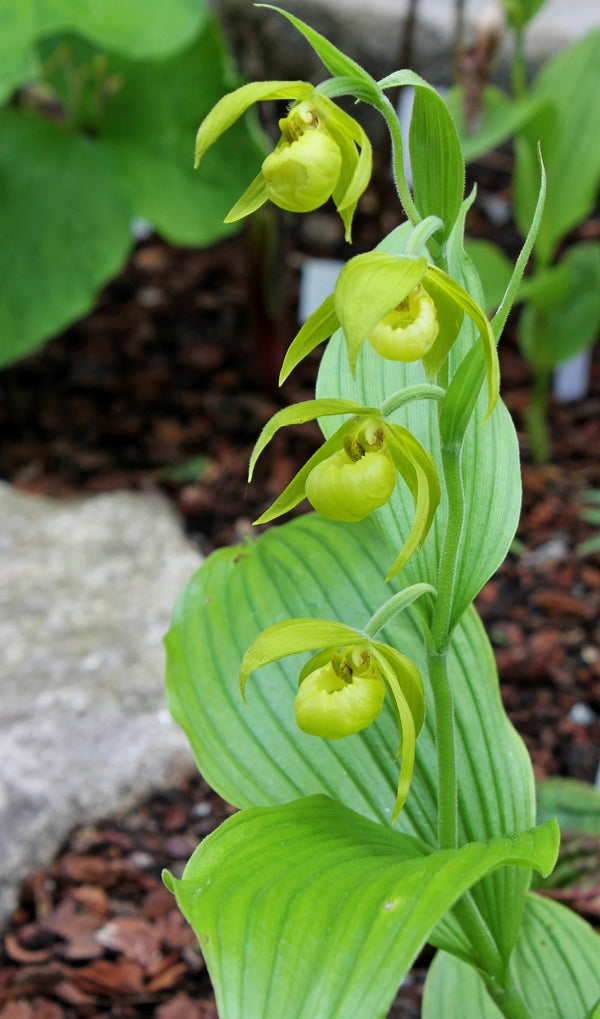 Image of Cypripedium henryi taken at Ulf Sill Gdn