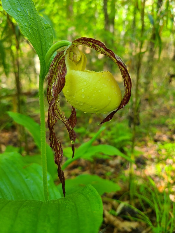 Image of Cypripedium kentuckiense taken at Sabine National Forest, TX by JLBG