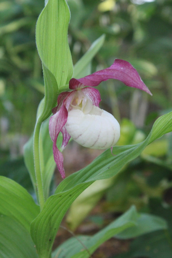 Image of Cypripedium x ventricosum taken at Juniper Level Botanic Gdn, NC by JLBG