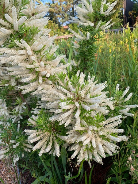 Image of Cyrilla racemiflora 'Tom Patrick' taken at Juniper Level Botanic Gdn, NC by JLBG