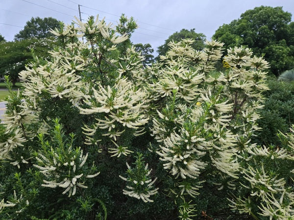 Image of Cyrilla racemiflora 'Tom Patrick' taken at Juniper Level Botanic Gdn, NC by JLBG