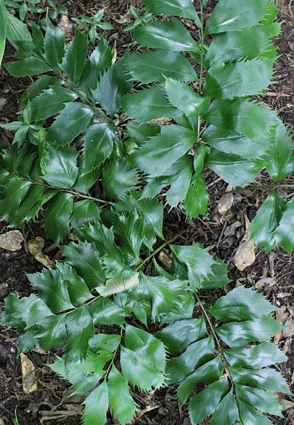 Image of Cyrtomium falcatum 'Butterfieldii' taken at Juniper Level Botanic Gdn, NC by JLBG