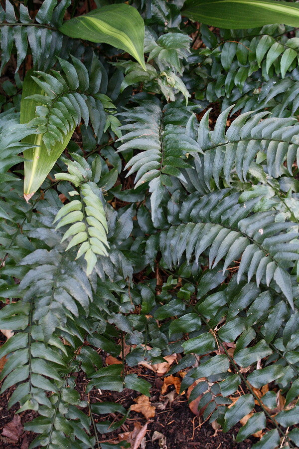 Image of Cyrtomium fortunei 'Fortunately' taken at Juniper Level Botanic Gdn, NC by JLBG