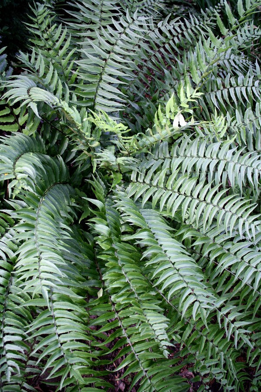 Image of Cyrtomium fortunei 'Ulleung Island' taken at Juniper Level Botanic Gdn, NC by JLBG