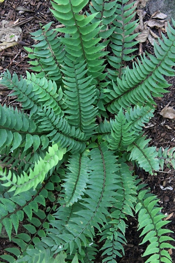 Image of Cyrtomium lonchitoides