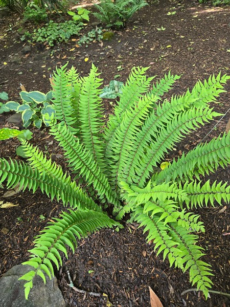 Image of Cyrtomium lonchitoides taken at Juniper Level Botanic Gdn, NC by JLBG