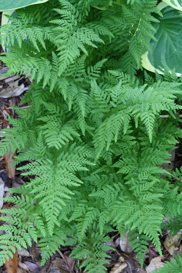 Image of Cystopteris protrusa taken at Juniper Level Botanic Gdn, NC by JLBG