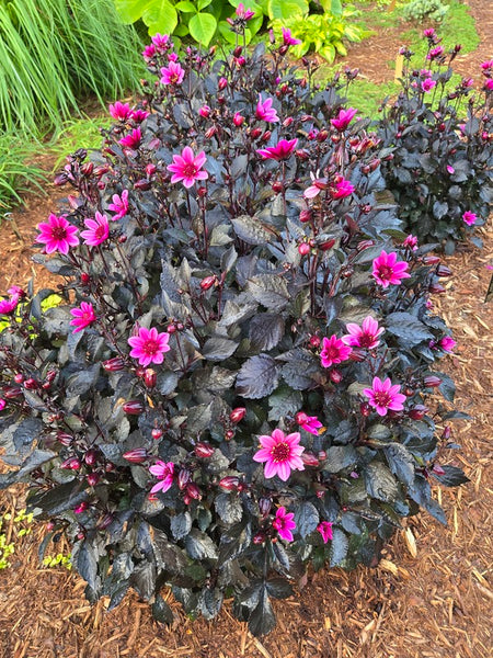 Dahlia 'Happy Days Purple'