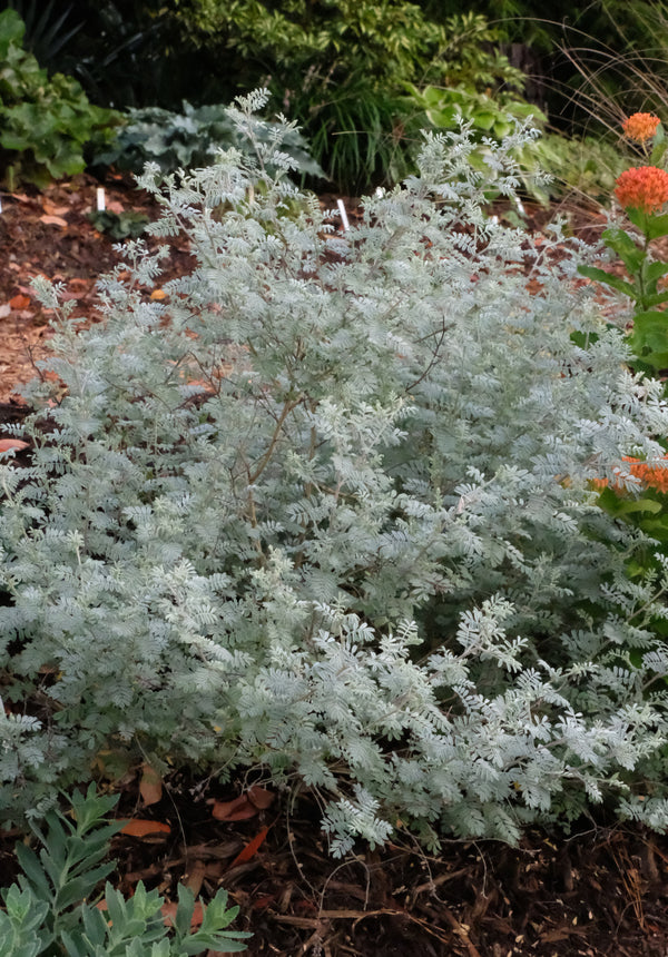 Image of Dalea bicolor var. argyraea taken at Juniper Level Botanic Gdn, NC by JLBG